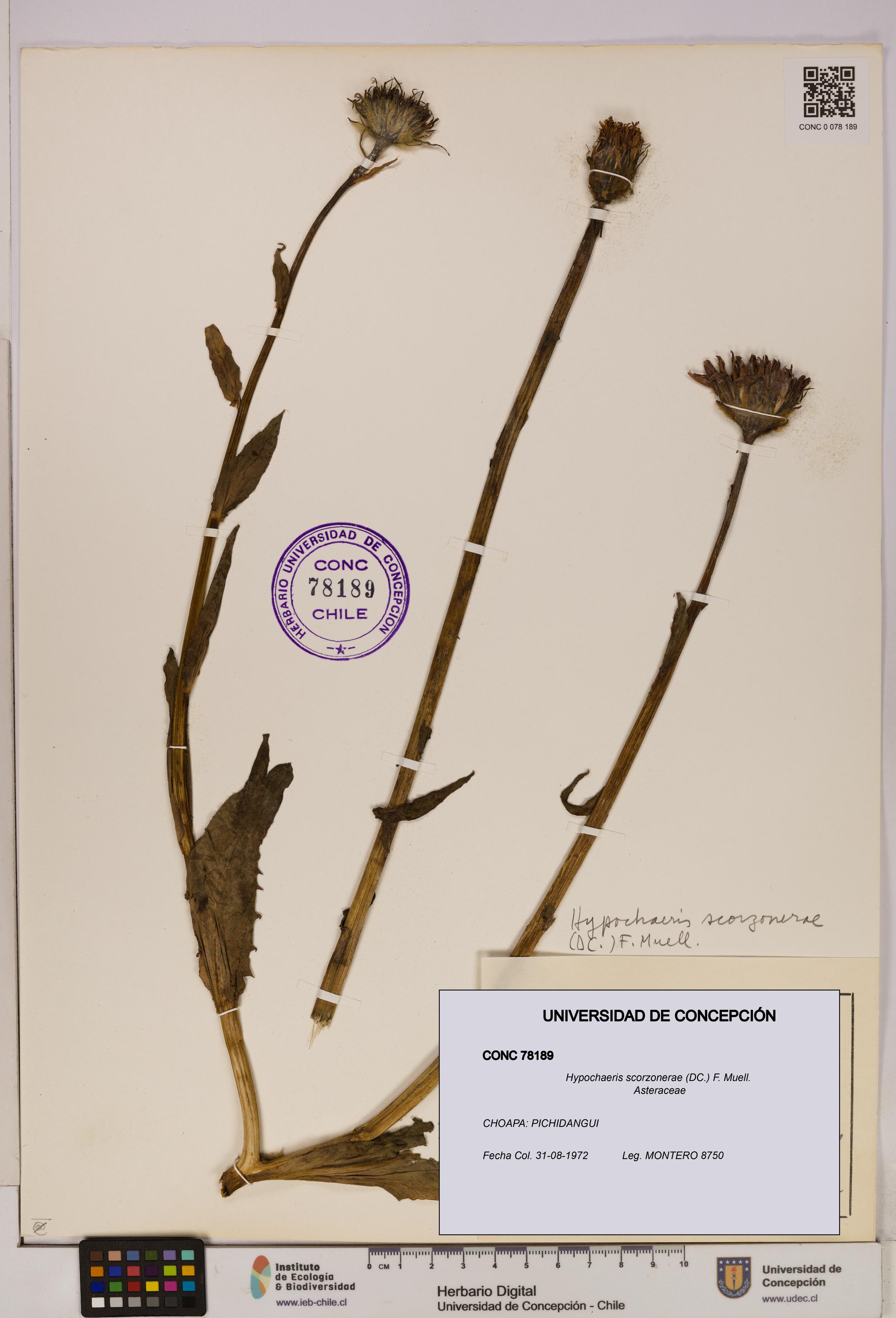 Hypochaeris scorzonerae [Espécimen: UDEC:CONC:0078189]