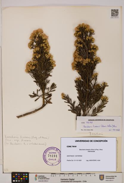 Baccharis linearis [Espécimen: UDEC:CONC:0078191]