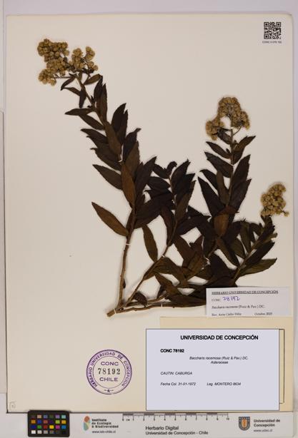 Baccharis racemosa [Espécimen: UDEC:CONC:0078192]