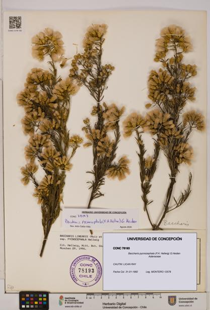 Baccharis pycnocephala [Espécimen: UDEC:CONC:0078193]