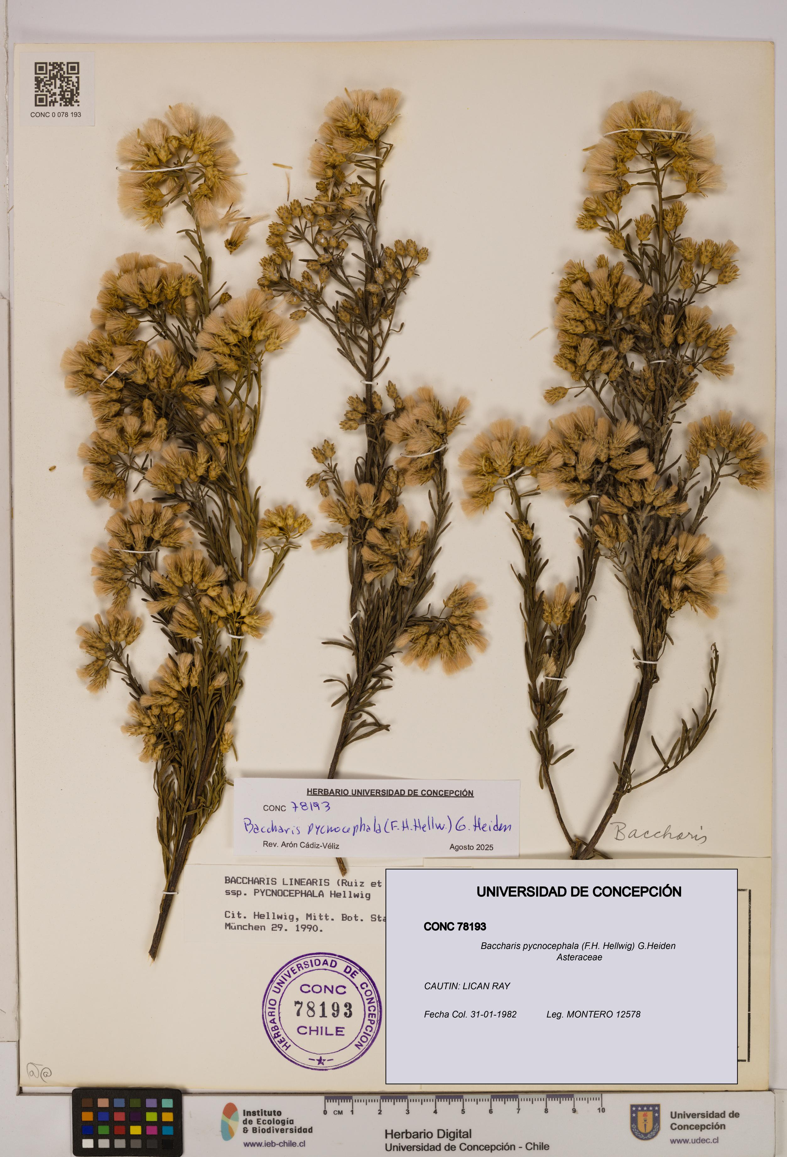 Baccharis pycnocephala [Espécimen: UDEC:CONC:0078193]