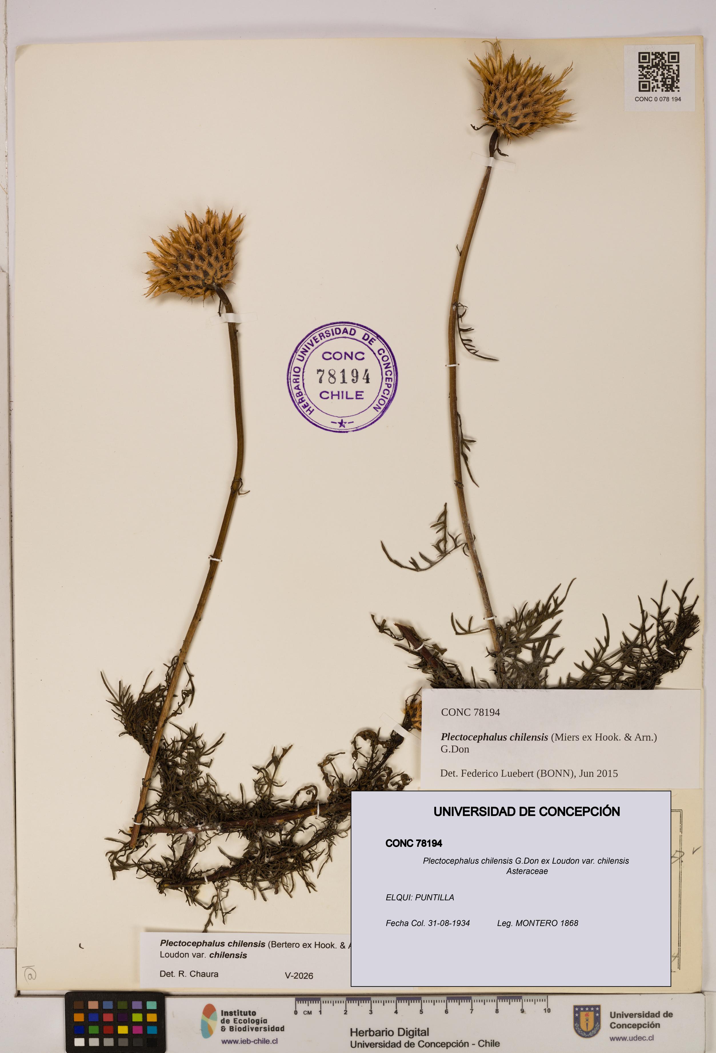 Plectocephalus chilensis [Espécimen: ]