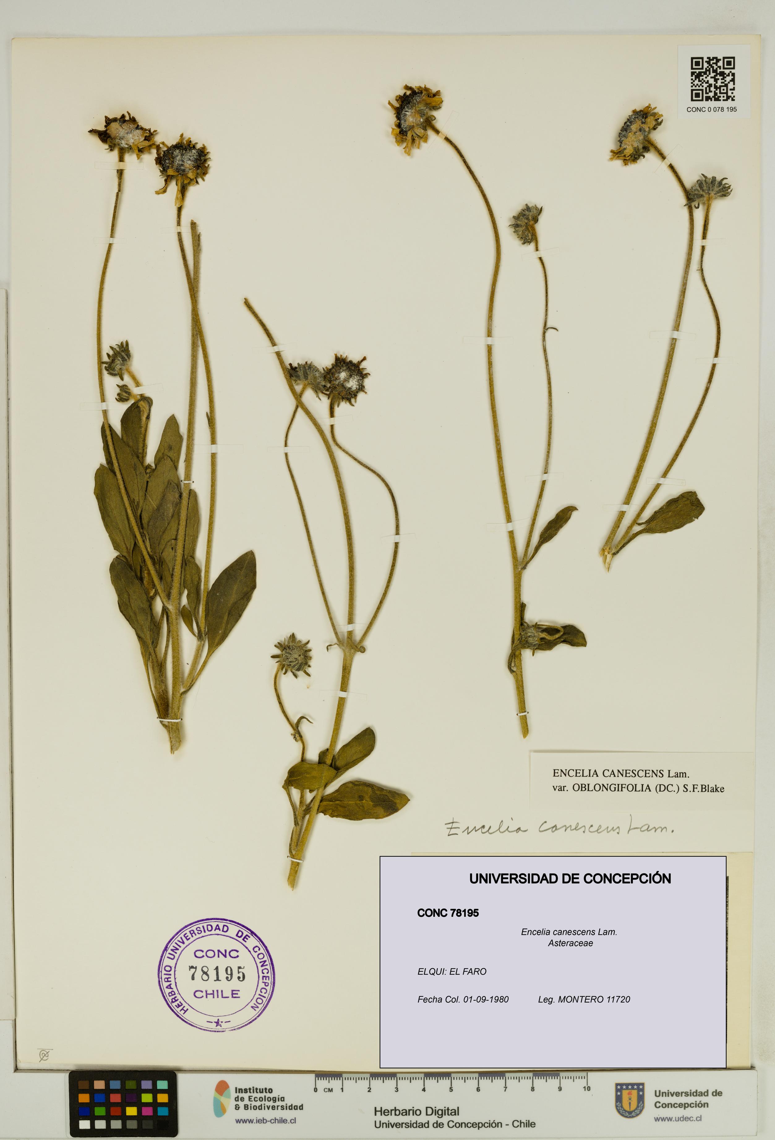 Encelia canescens [Espécimen: UDEC:CONC:0078195]