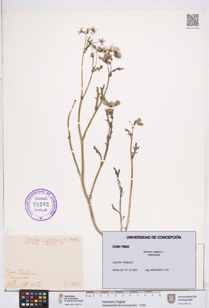 Senecio vulgaris [Espécimen: ]