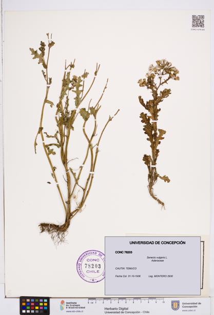 Senecio vulgaris [Espécimen: ]