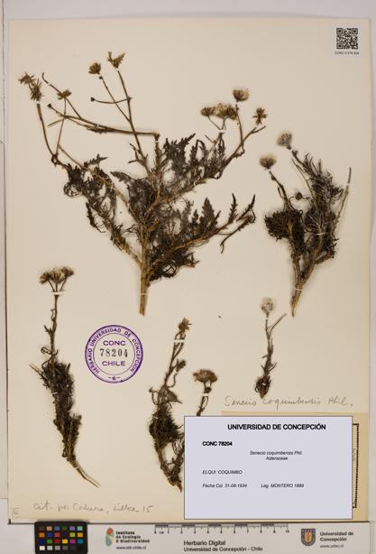 Senecio coquimbensis [Espécimen: UDEC:CONC:0078204]