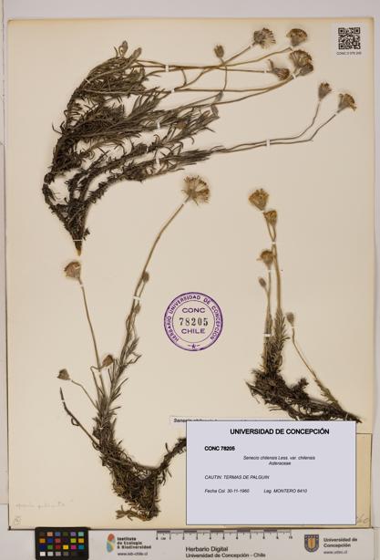 Senecio chilensis var. chilensis [Espécimen: UDEC:CONC:0078205]