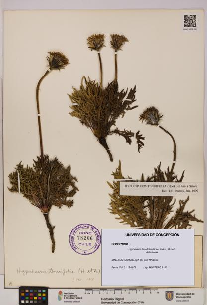 Hypochaeris tenuifolia [Espécimen: UDEC:CONC:0078206]