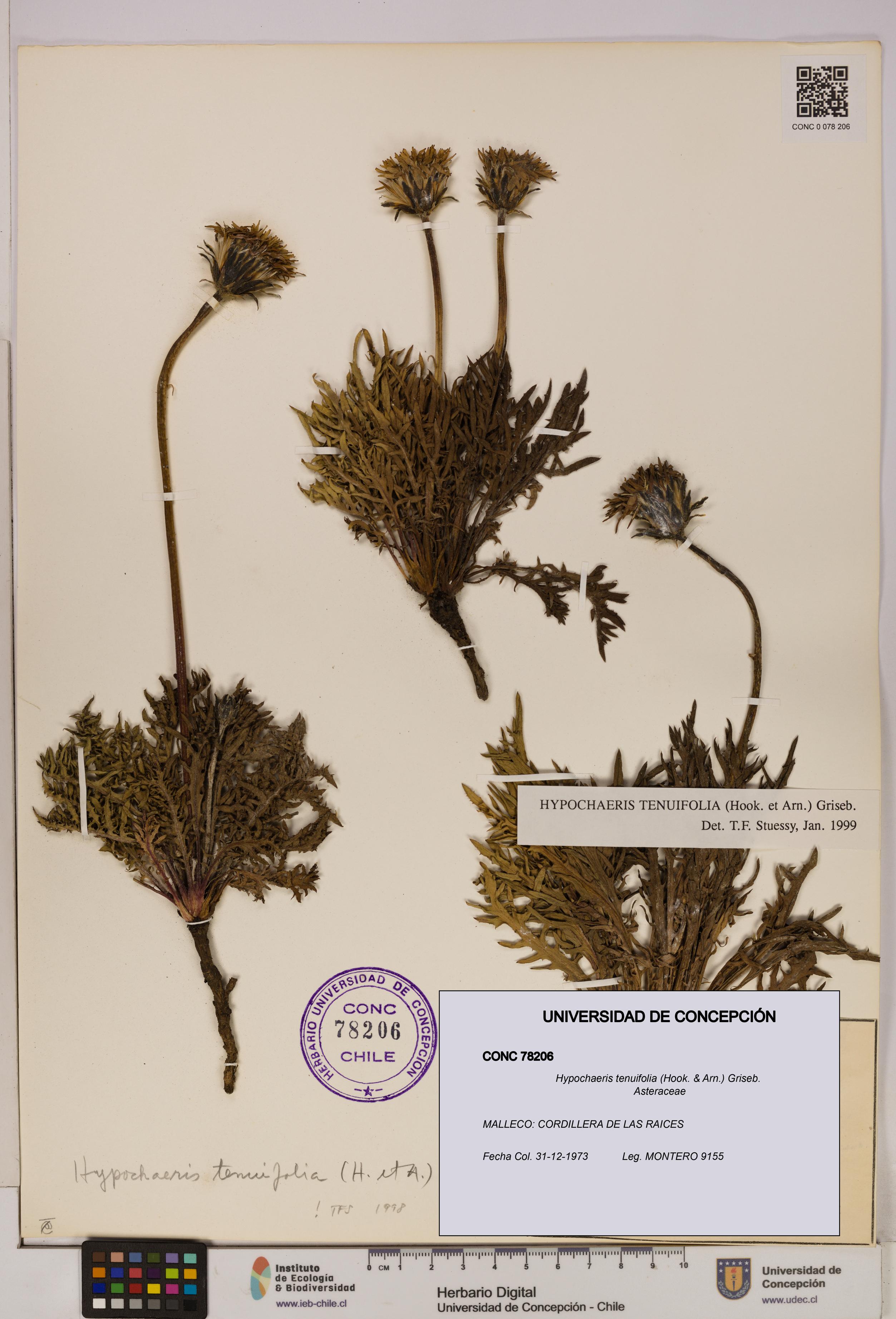 Hypochaeris tenuifolia [Espécimen: UDEC:CONC:0078206]