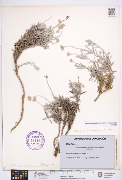 Senecio poeppigii var. poeppigii [Espécimen: ]