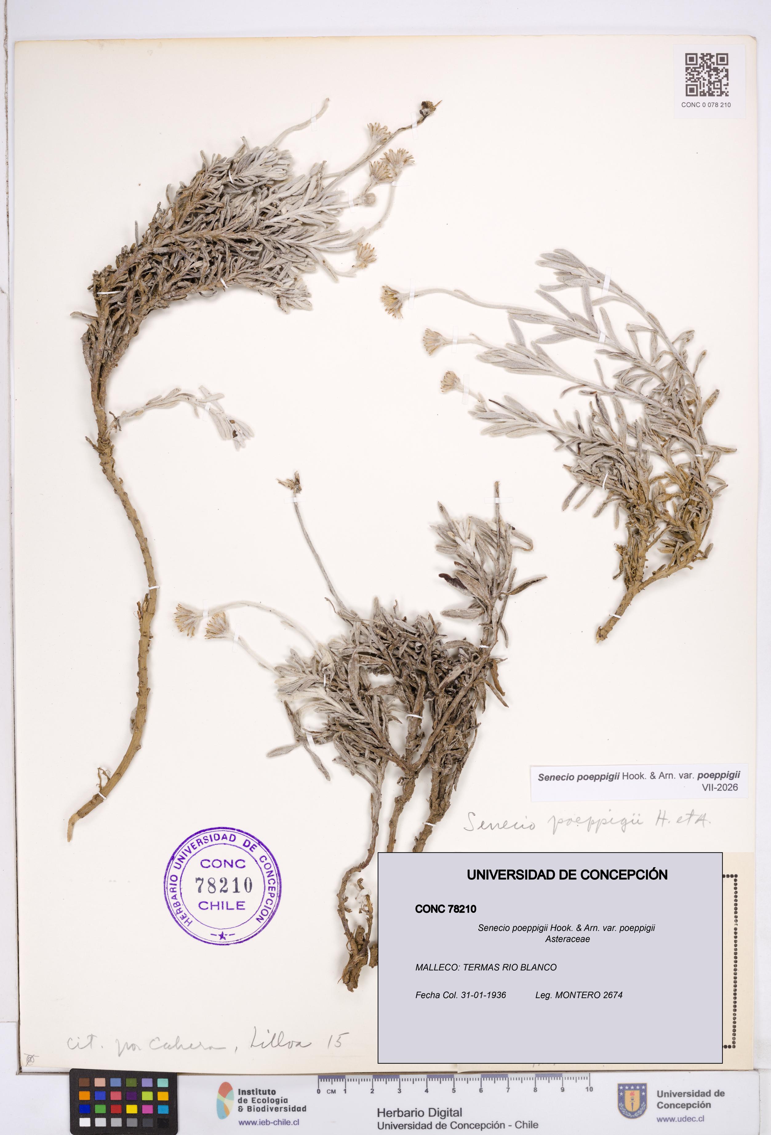 Senecio poeppigii var. poeppigii [Espécimen: ]