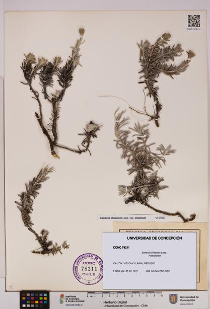 Senecio chilensis [Espécimen: UDEC:CONC:0078211]