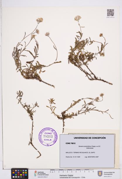 Senecio phylicifolius [Espécimen: ]