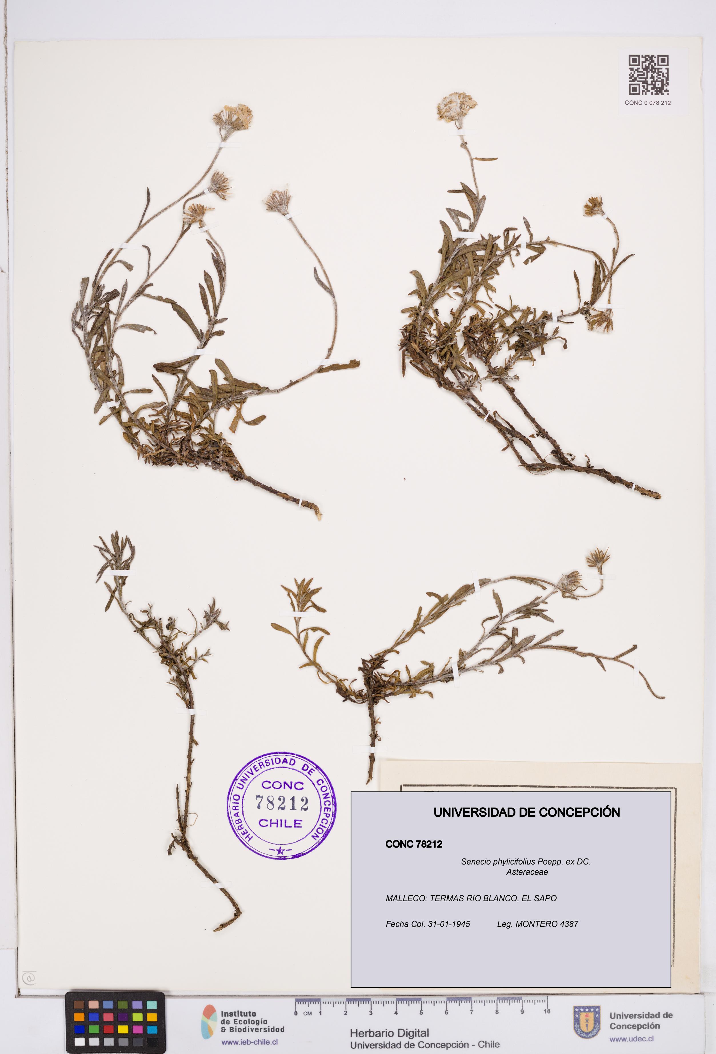 Senecio phylicifolius [Espécimen: ]