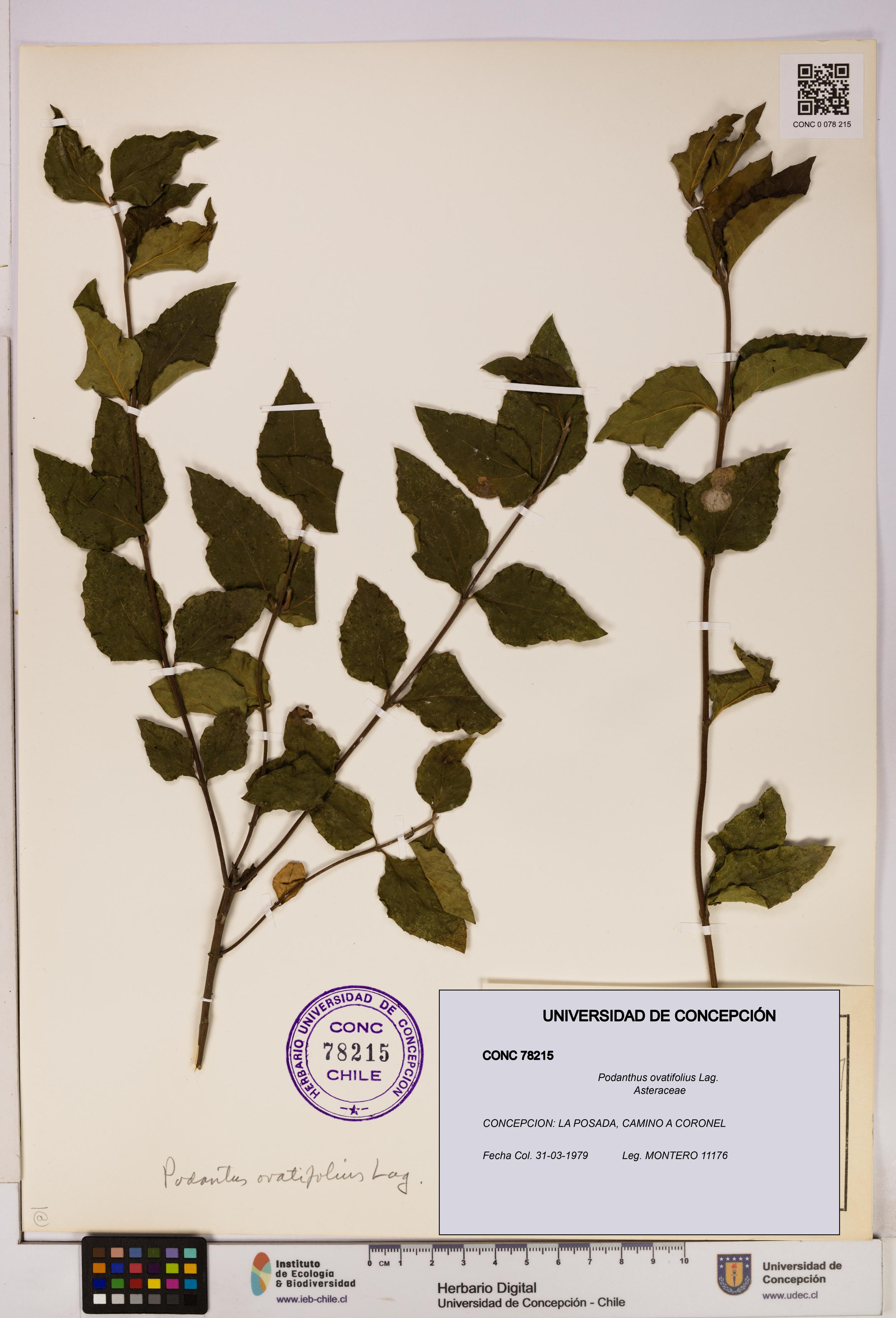 Podanthus ovatifolius [Espécimen: ]