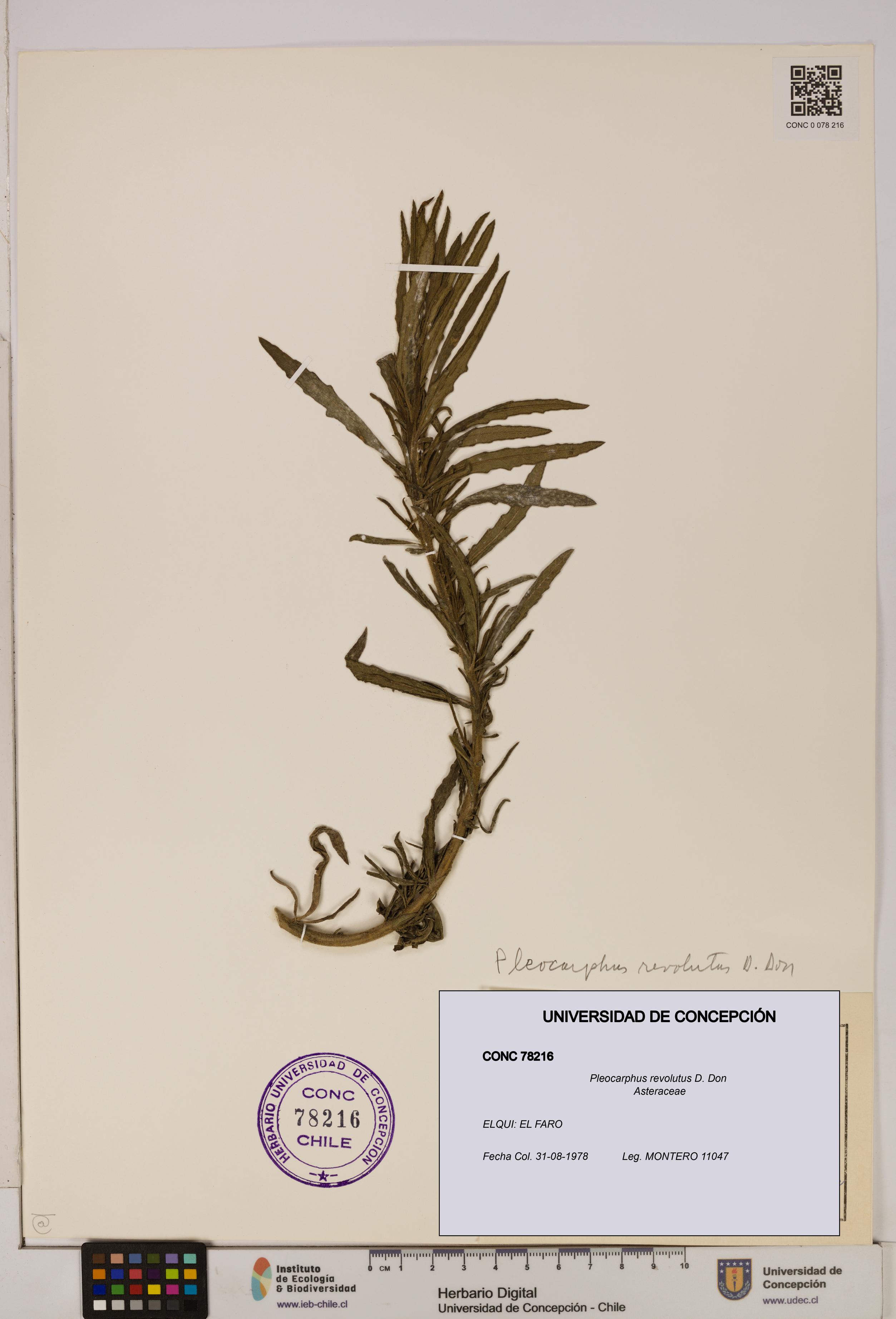 Pleocarphus revolutus [Espécimen: UDEC:CONC:0078216]