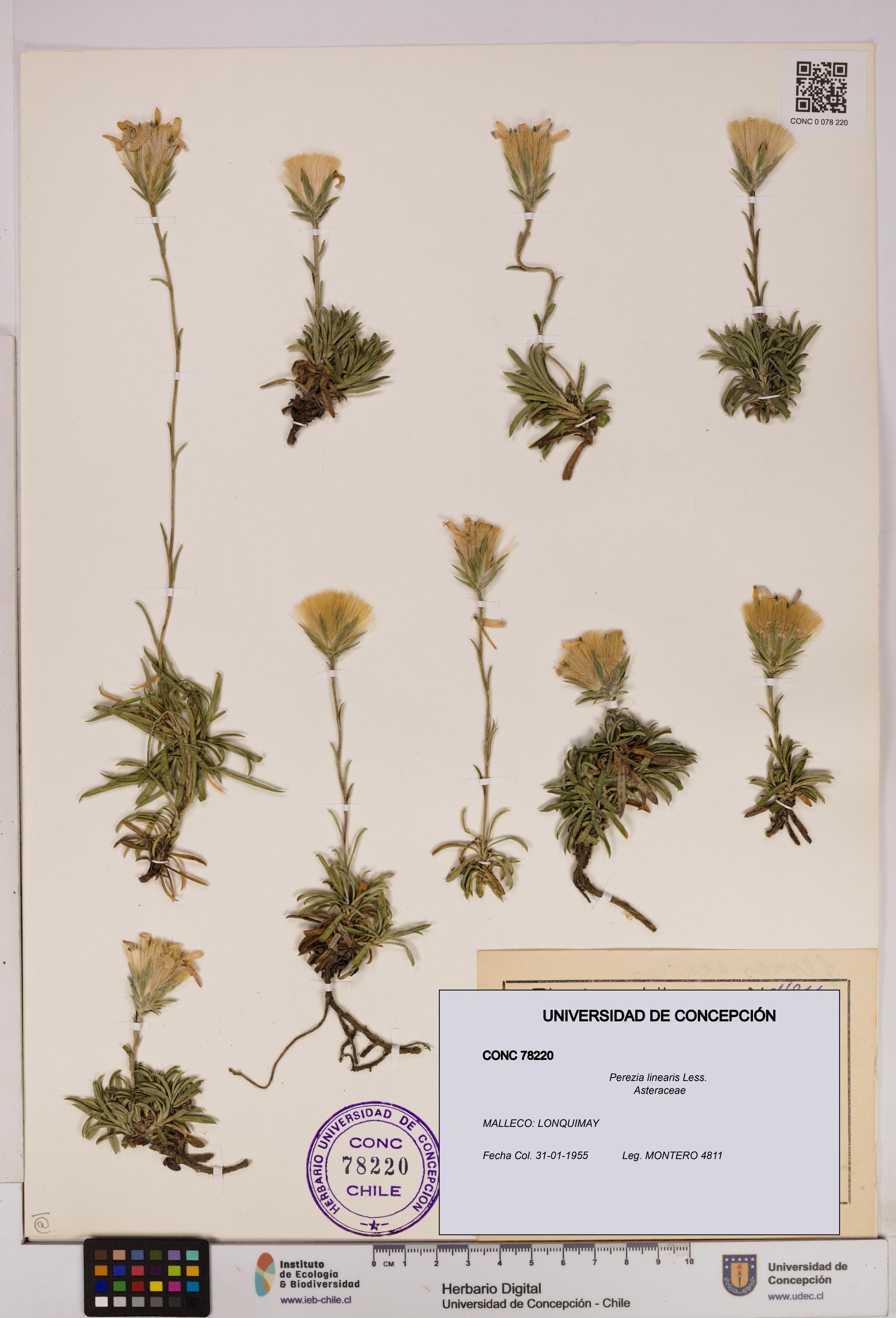 Perezia linearis [Espécimen: UDEC:CONC:0078220]