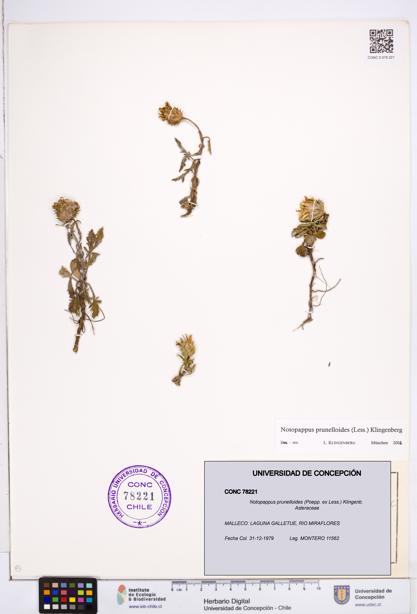 Notopappus prunelloides [Espécimen: ]