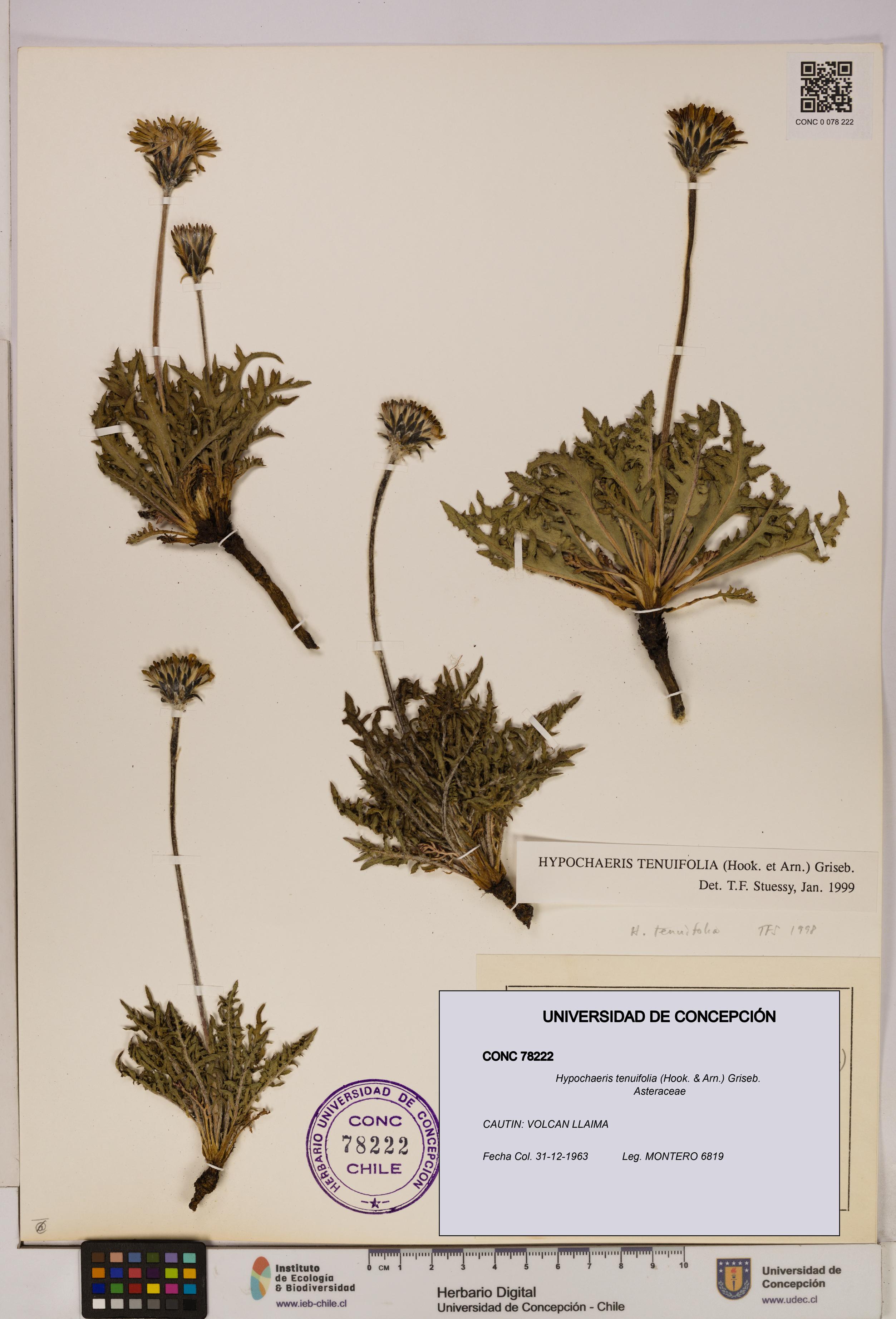 Hypochaeris tenuifolia [Espécimen: UDEC:CONC:0078222]