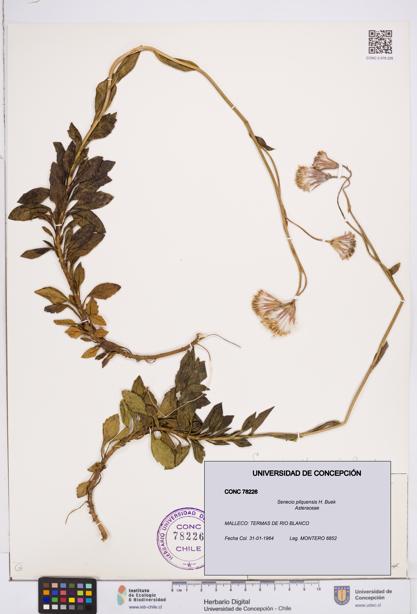 Senecio pilquensis [Espécimen: ]