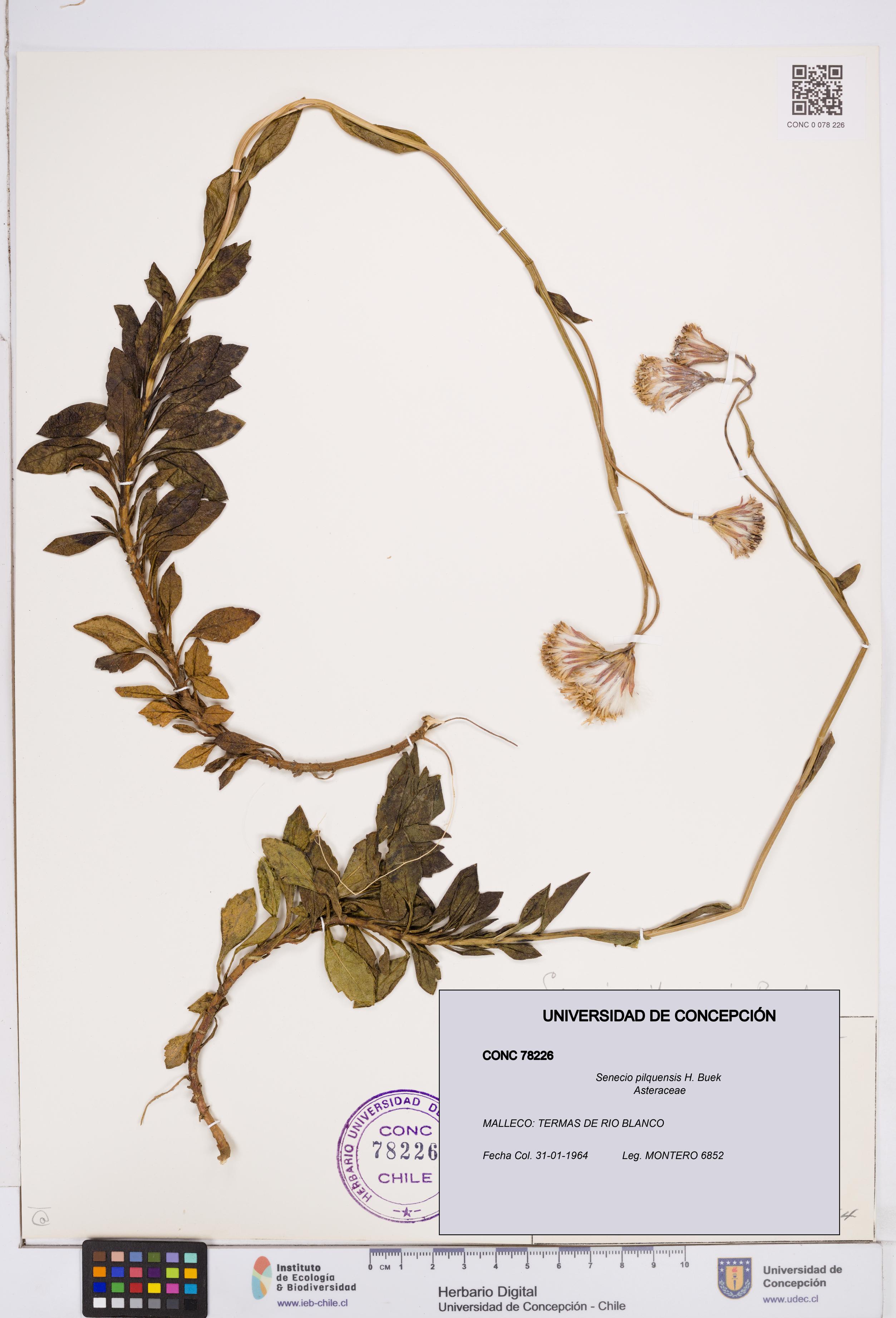 Senecio pilquensis [Espécimen: ]