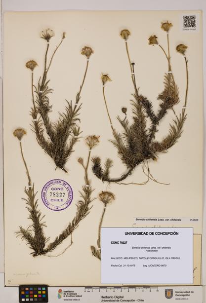 Senecio chilensis var. chilensis [Espécimen: UDEC:CONC:0078227]
