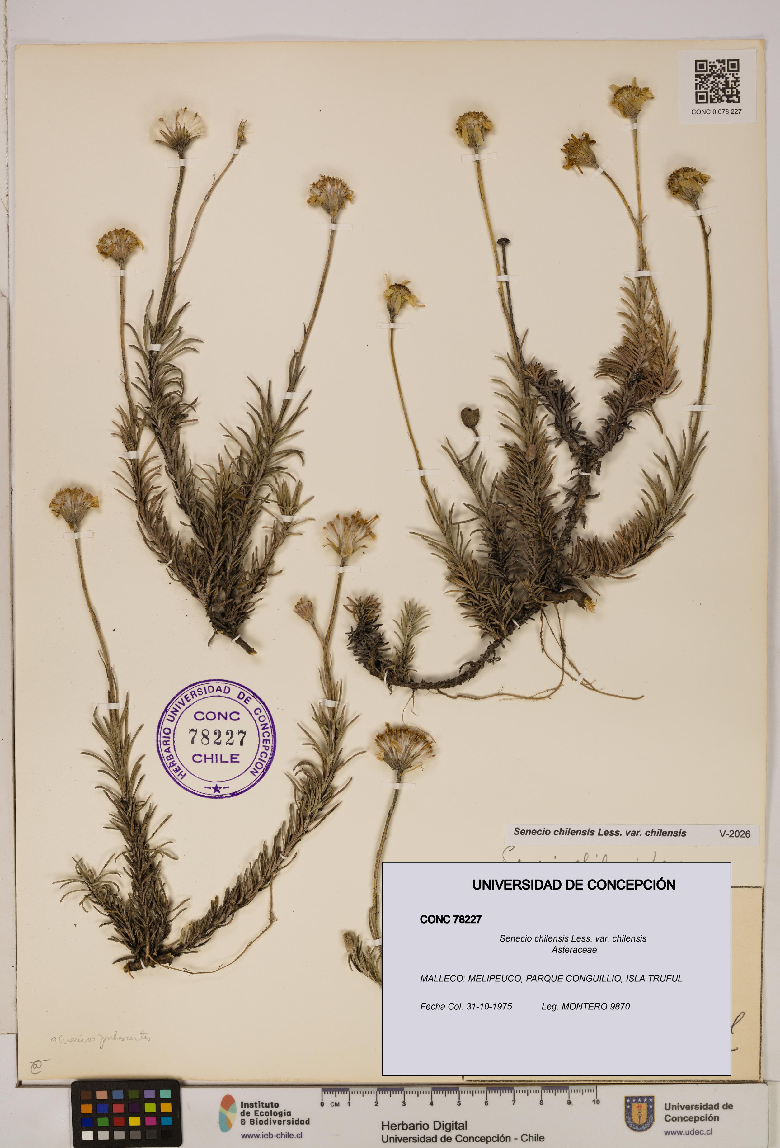 Senecio chilensis var. chilensis [Espécimen: UDEC:CONC:0078227]