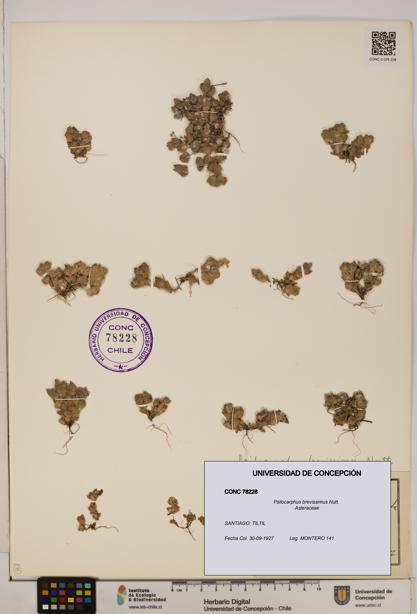 Psilocarphus brevissimus [Espécimen: ]