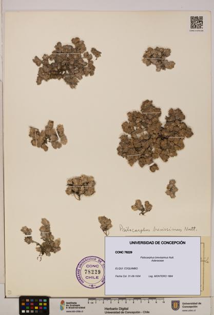 Psilocarphus brevissimus [Espécimen: ]