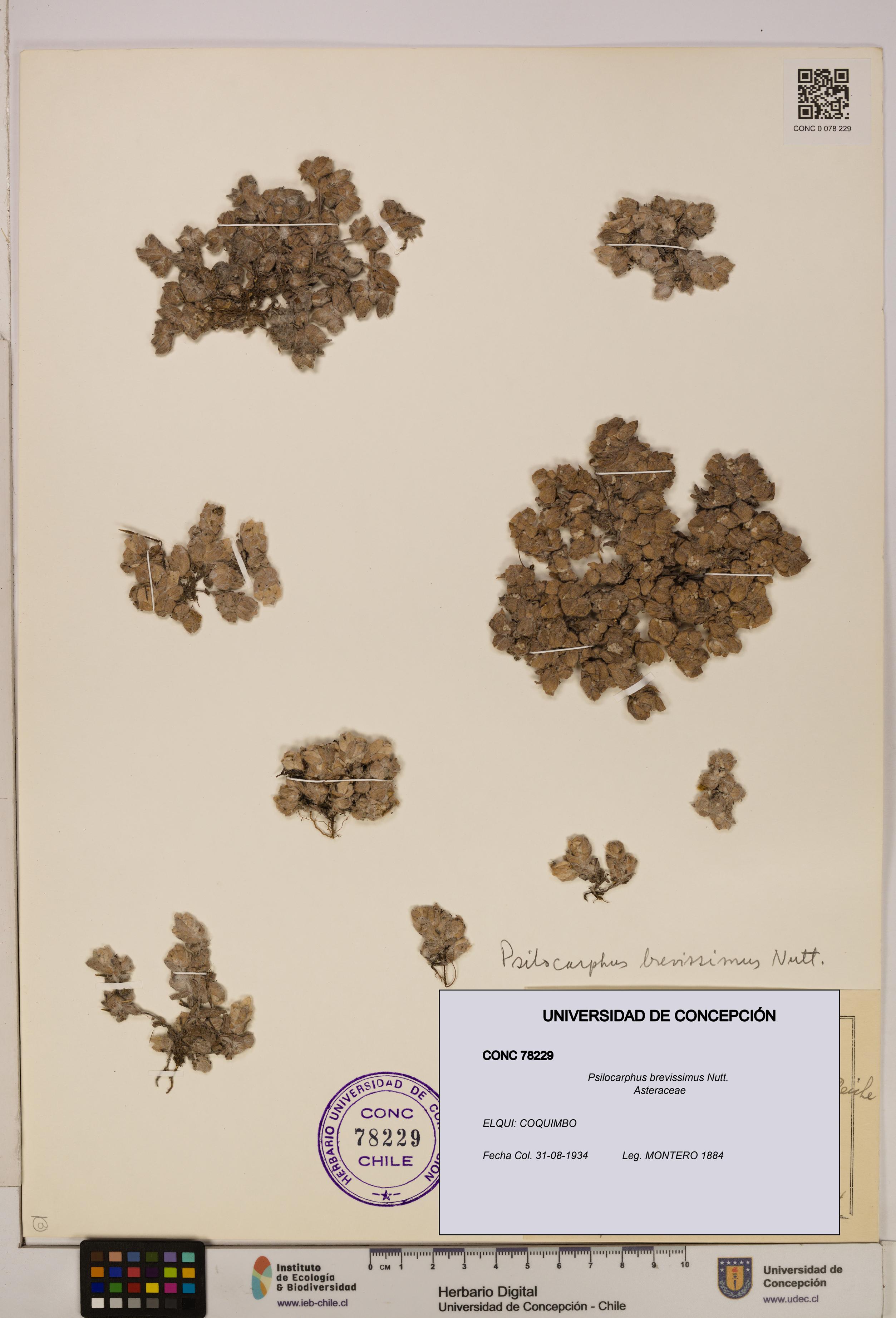 Psilocarphus brevissimus [Espécimen: ]