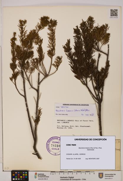Baccharis linearis [Espécimen: UDEC:CONC:0078230]