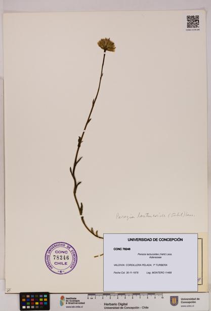 Perezia lactucoides [Espécimen: UDEC:CONC:0078246]