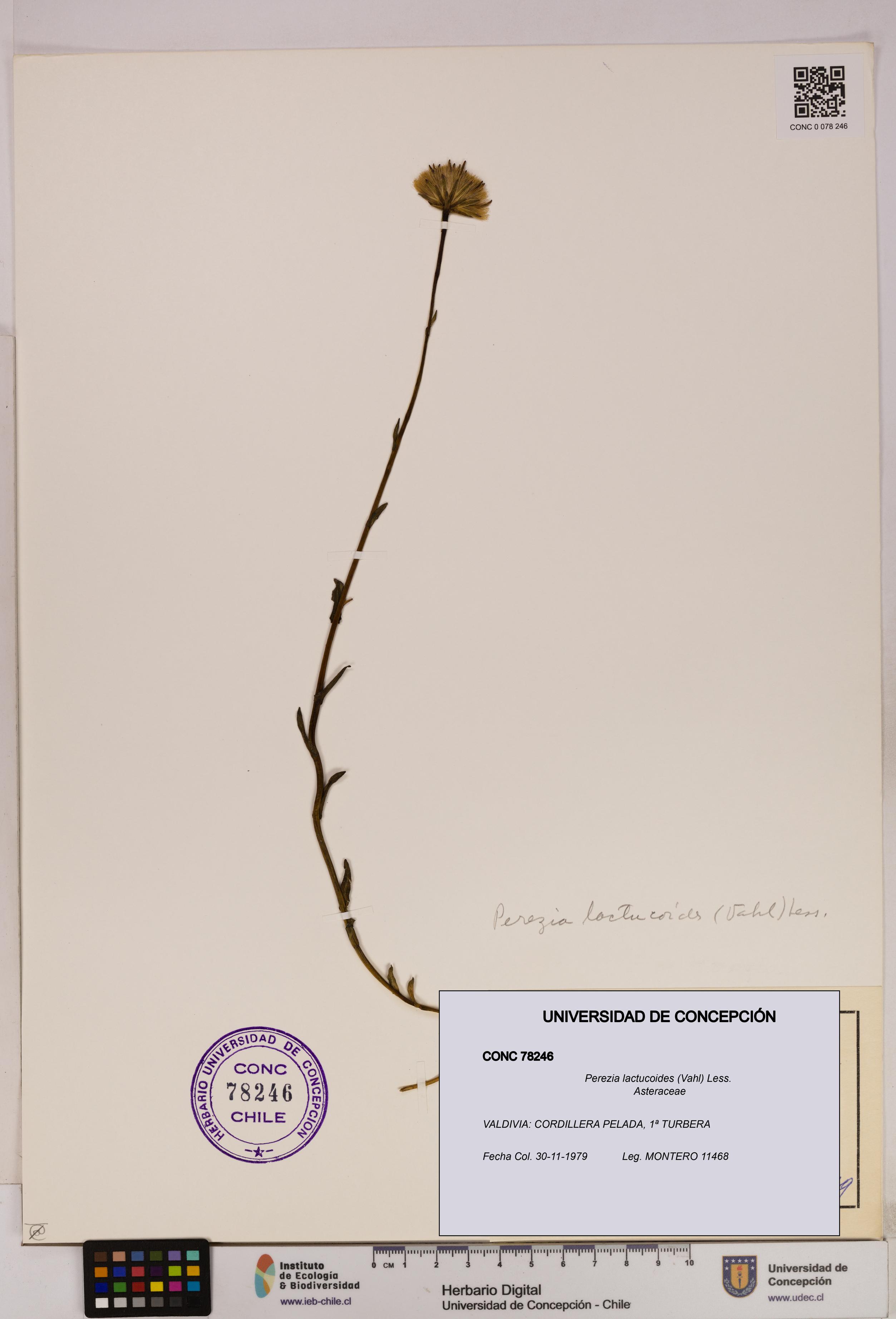 Perezia lactucoides [Espécimen: UDEC:CONC:0078246]