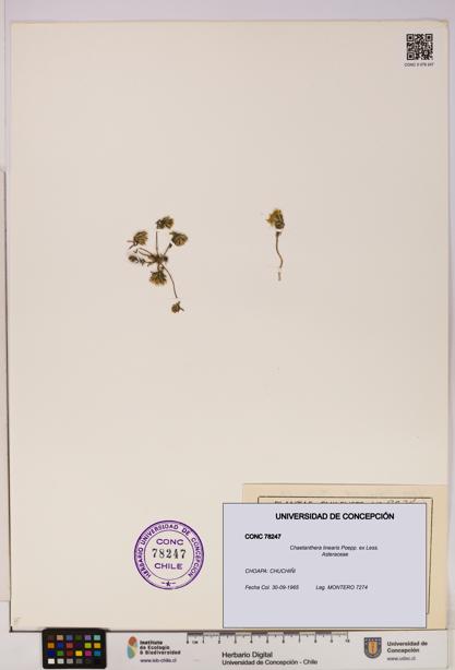 Chaetanthera linearis [Espécimen: UDEC:CONC:0078247]