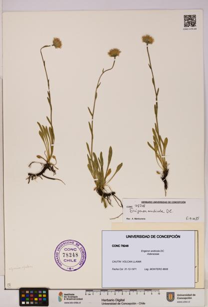Erigeron andicola [Espécimen: UDEC:CONC:0078248]