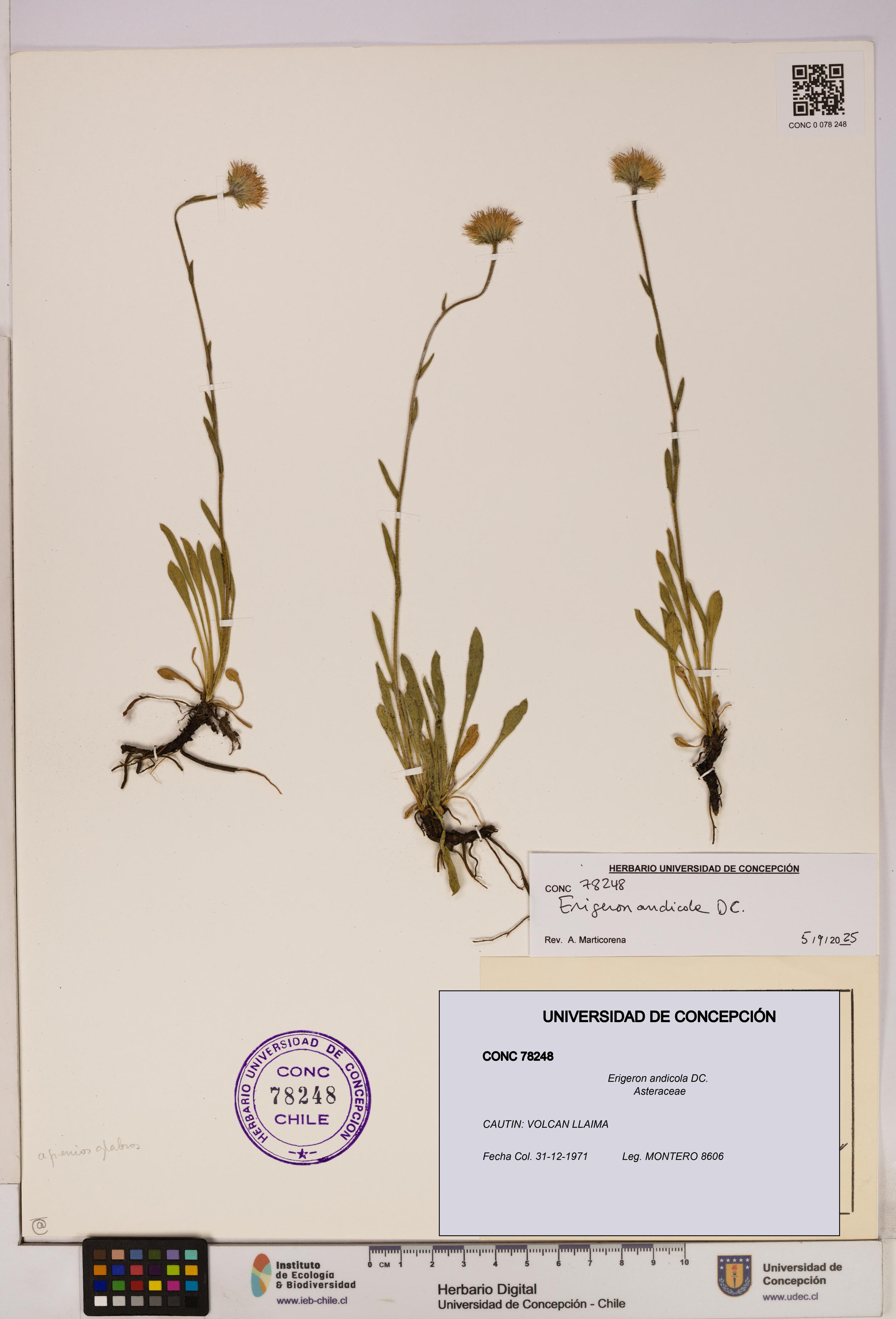 Erigeron andicola [Espécimen: UDEC:CONC:0078248]