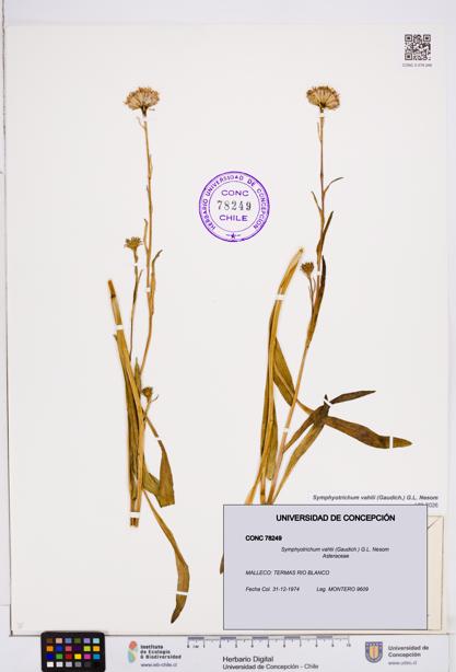 Symphyotrichum vahlii [Espécimen: ]