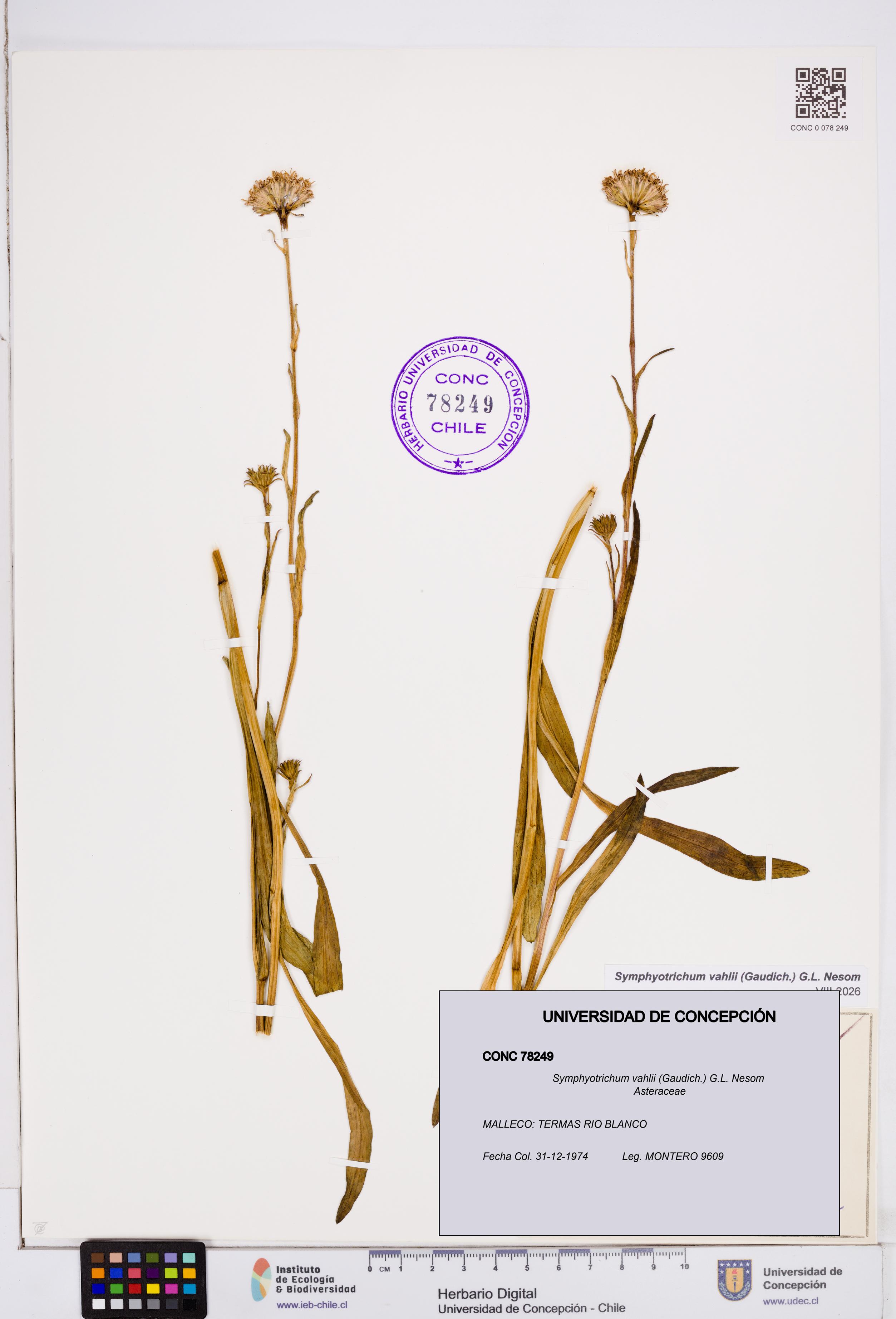 Symphyotrichum vahlii [Espécimen: ]