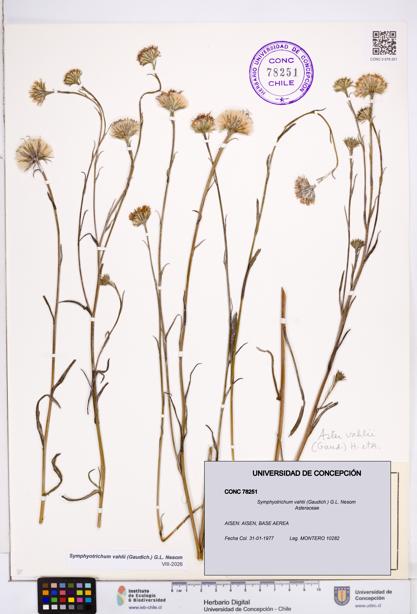 Symphyotrichum vahlii [Espécimen: ]