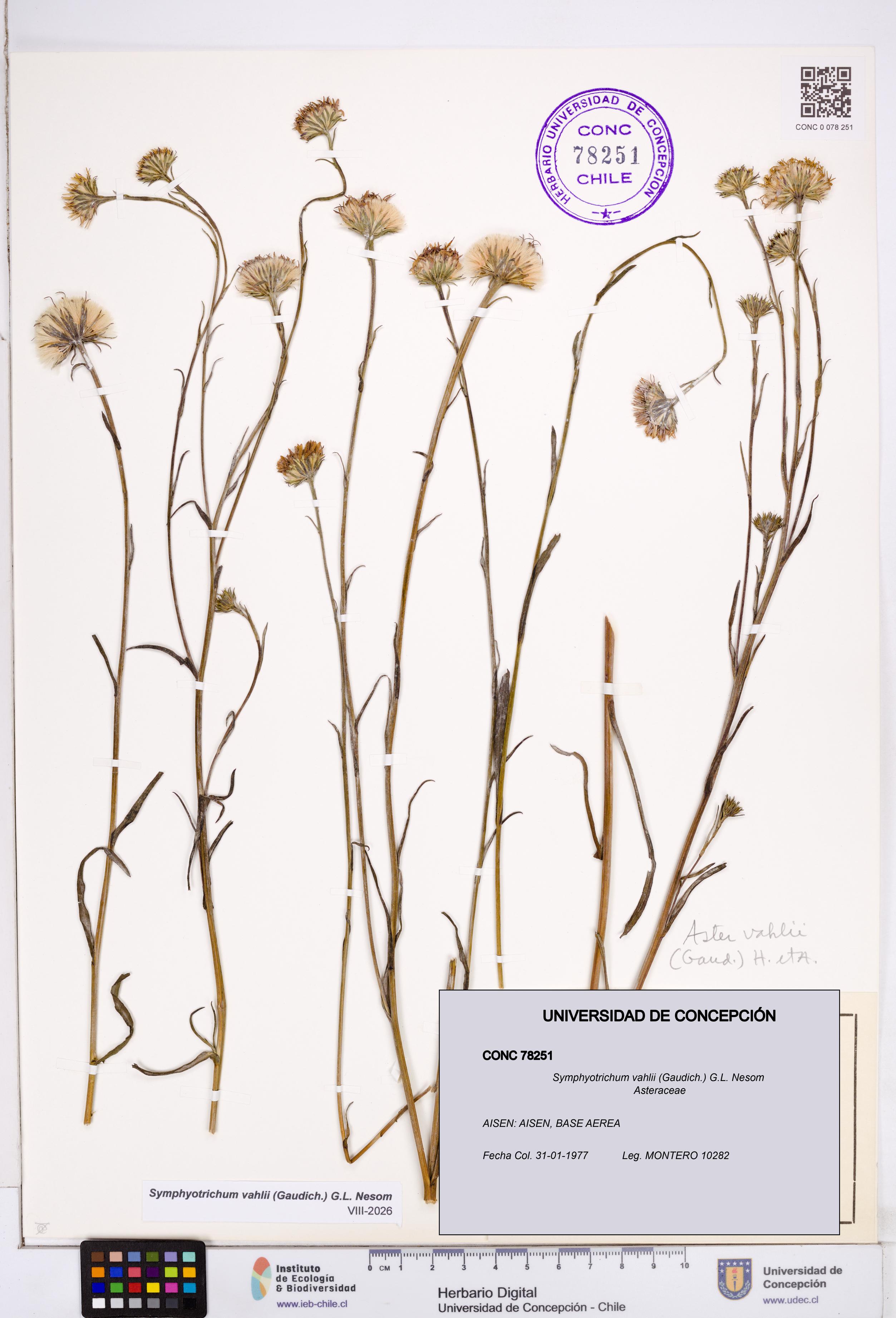 Symphyotrichum vahlii [Espécimen: ]