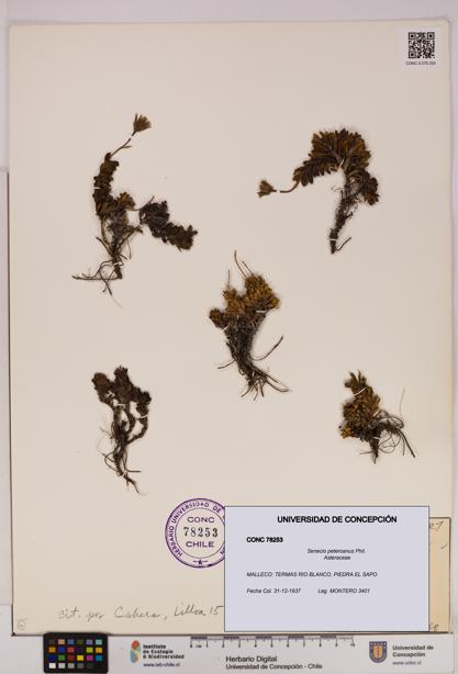Senecio peteroanus [Espécimen: UDEC:CONC:0078253]