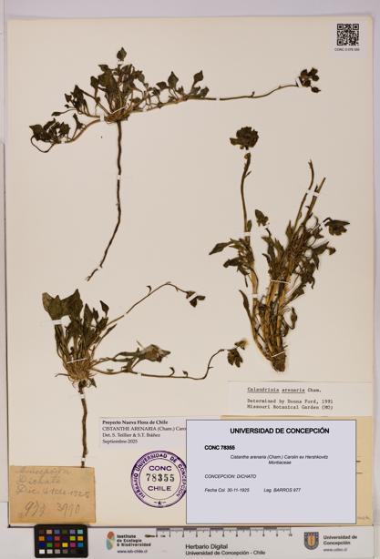 Cistanthe arenaria [Espécimen: UDEC:CONC:0078355]