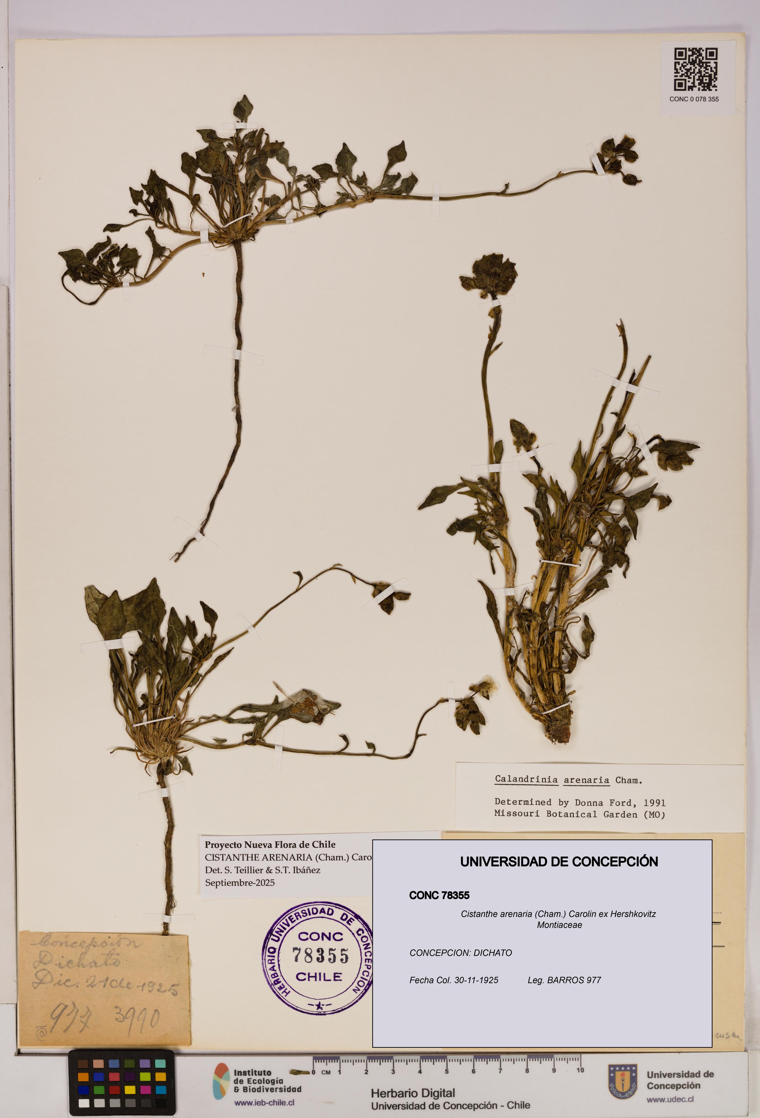 Cistanthe arenaria [Espécimen: UDEC:CONC:0078355]