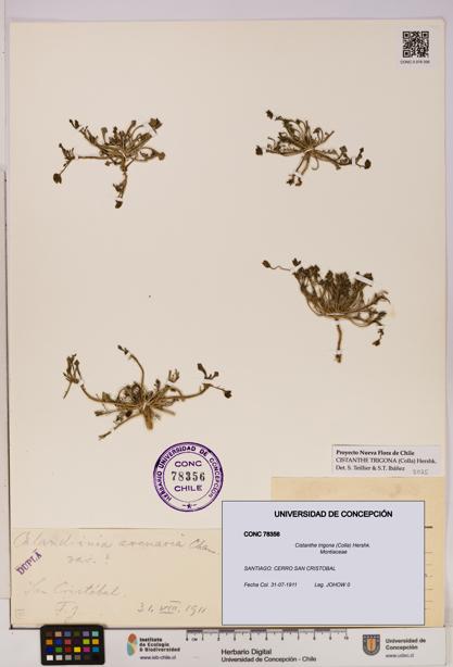 Cistanthe trigona [Espécimen: UDEC:CONC:0078356]