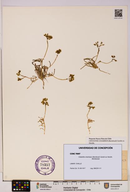 Cistanthe chamissoi [Espécimen: UDEC:CONC:0078357]