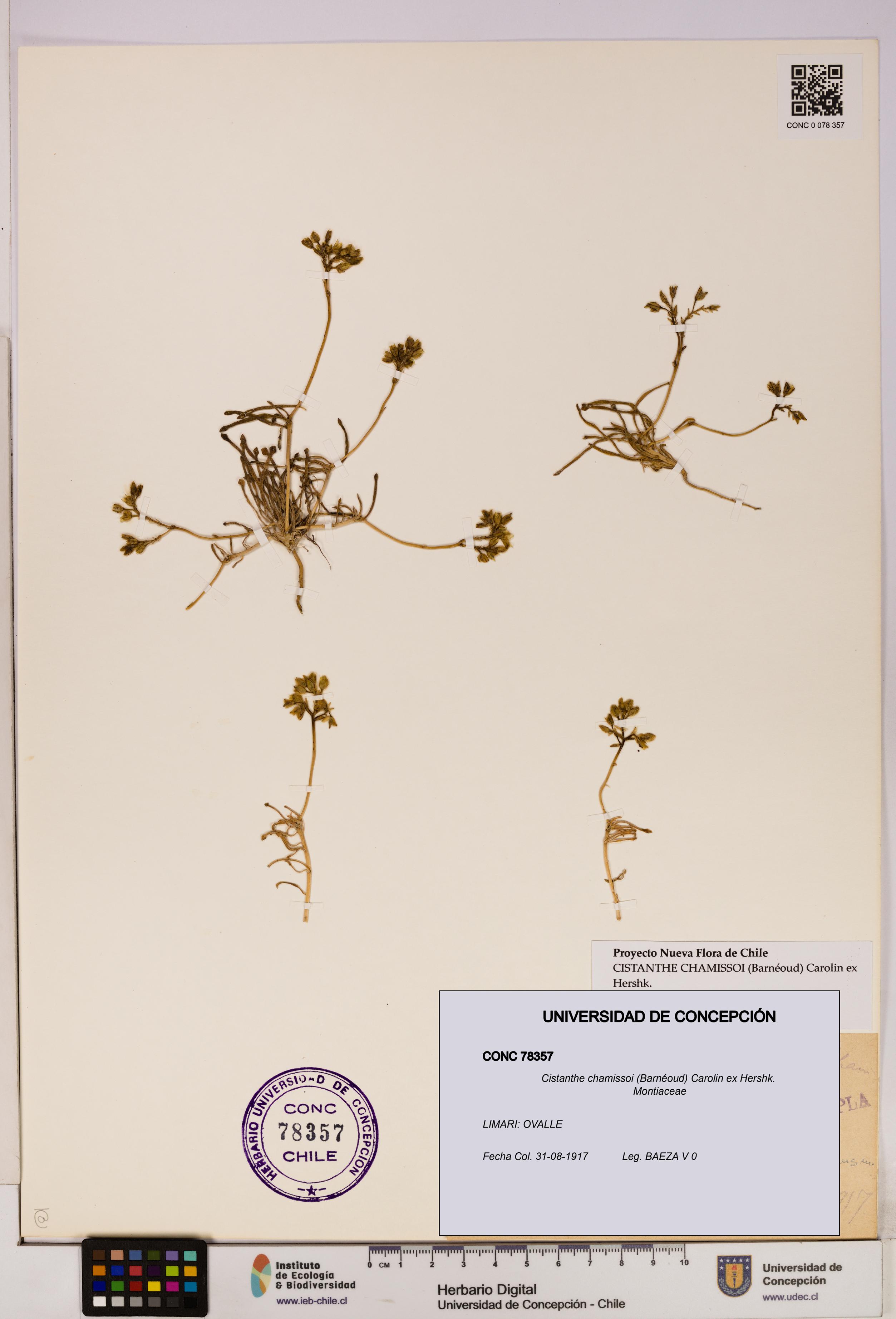 Cistanthe chamissoi [Espécimen: UDEC:CONC:0078357]