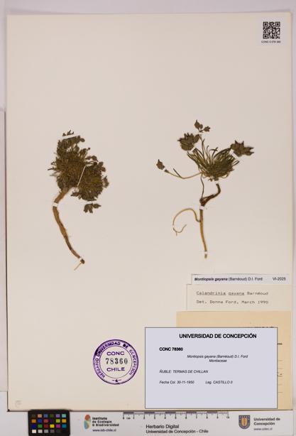 Montiopsis gayana [Espécimen: UDEC:CONC:0078360]