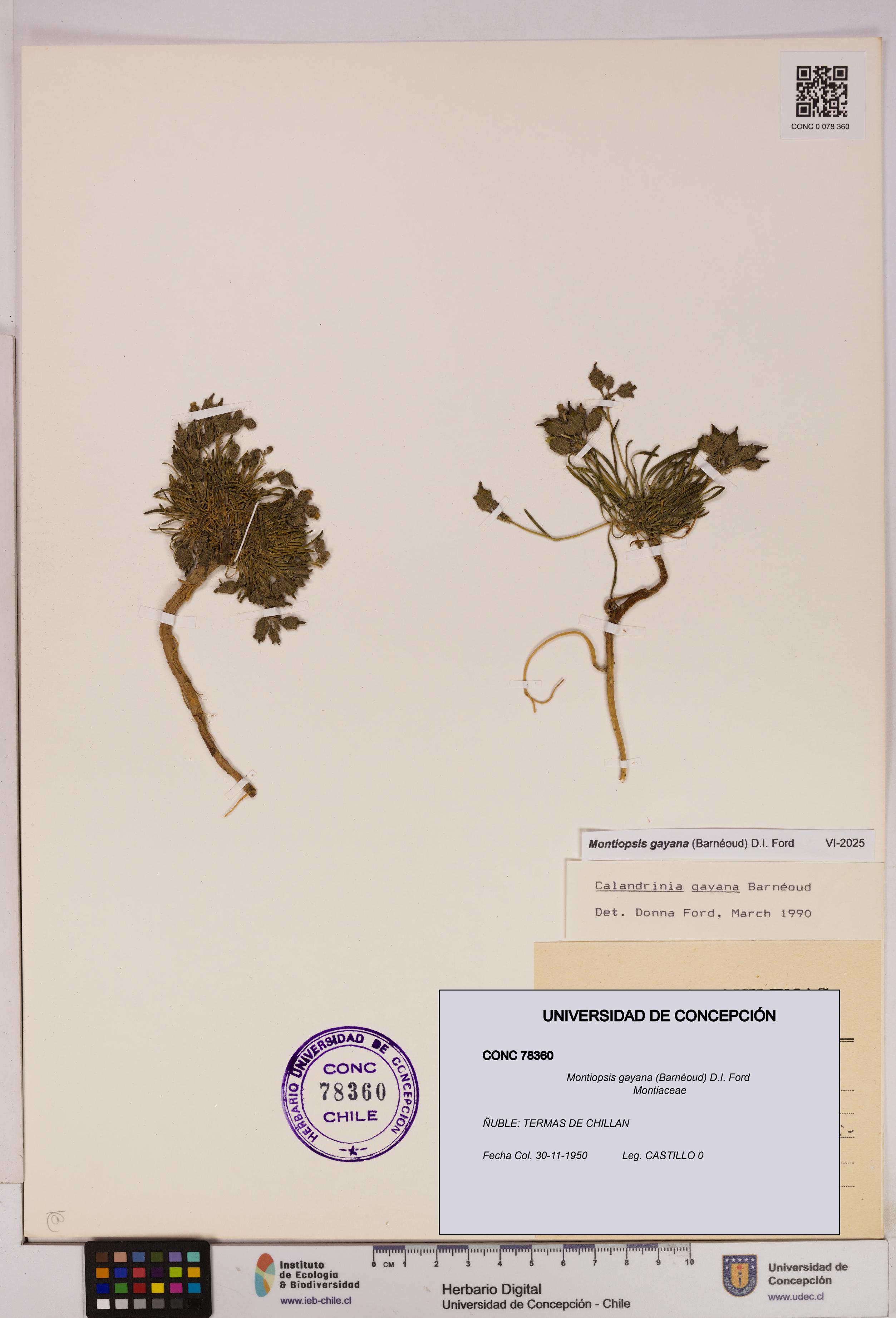 Montiopsis gayana [Espécimen: UDEC:CONC:0078360]