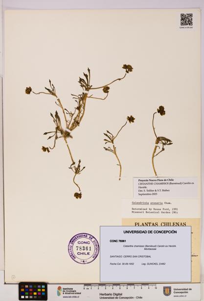 Cistanthe chamissoi [Espécimen: UDEC:CONC:0078361]