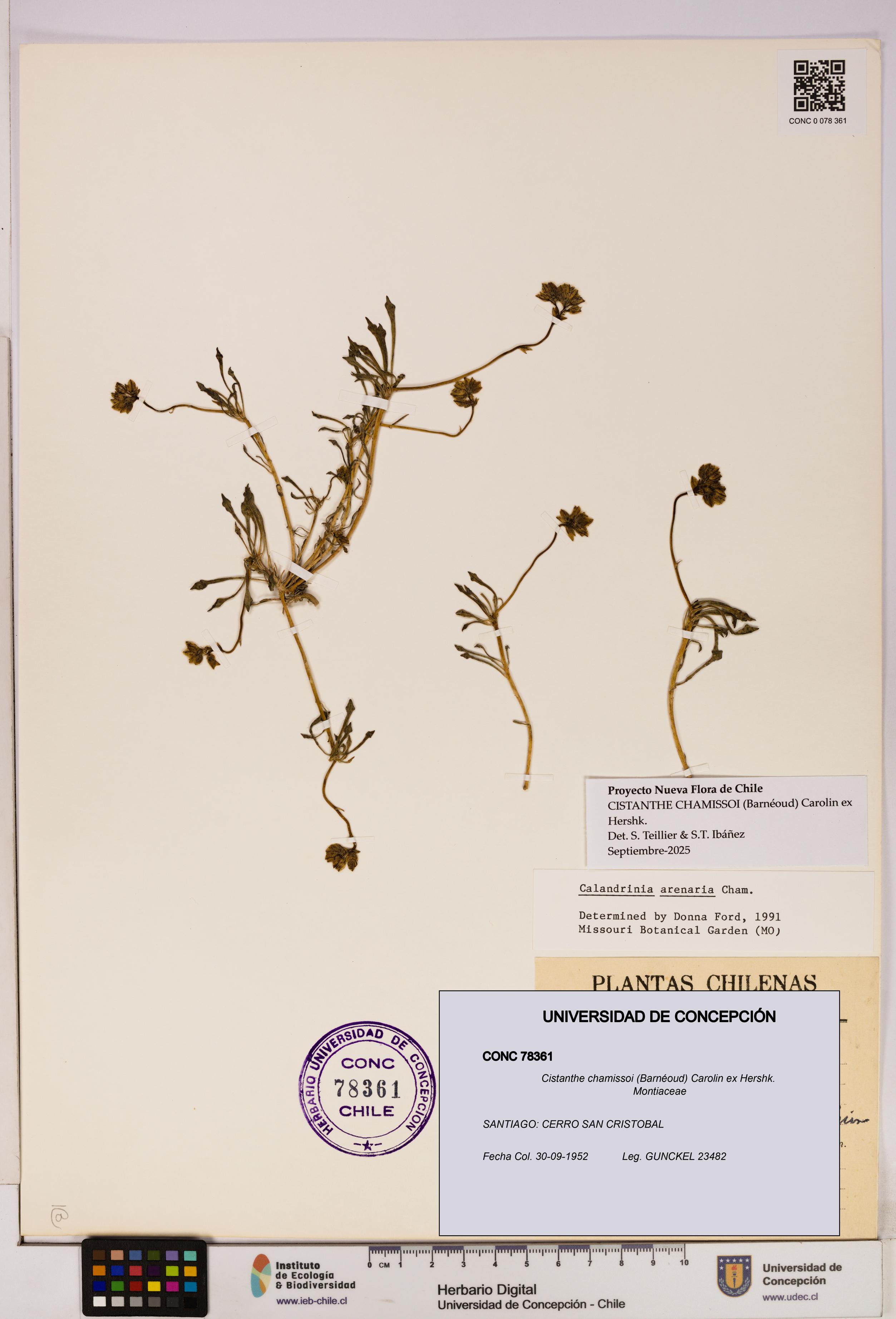 Cistanthe chamissoi [Espécimen: UDEC:CONC:0078361]